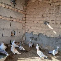 کفتر|پرنده|رضویه, |دیوار