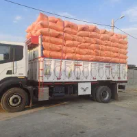 کاه گندم