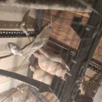 یک جفت عروس کشیده مفت نر وایت فیس ماده آلبینو|پرنده|علیآباد کتول, |دیوار