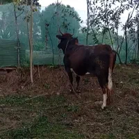 گاو محلی شکم دار|حیوانات مزرعه|رحیم‌آباد, |دیوار