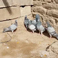 کفتر سبز و مگس شازده سبز