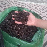 پرک لیمو