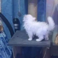 اسکرچر ۳طبقه تمیز و کم اسکرچ شده