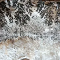 سلامفروشسنگشجر|جواهرات|بردسیر, |دیوار