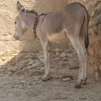 فروش الاغ نر درجه یک 1سالو 3ماه داره