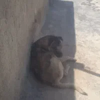 سگ سراب