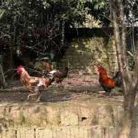 حیوانات مزرعه|حیوانات مزرعه|رشت, تازه آباد|دیوار