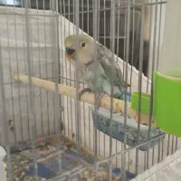 جوجه کوتوله برزیلی