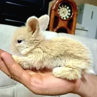 خرگوش لوپ هلندی اصیل و بازیگوش|موش و خرگوش|ساری, |دیوار