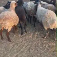میش قسر|حیوانات مزرعه|کرج, باغستان|دیوار