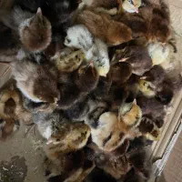 جوجه محلی|حیوانات مزرعه|بابل, |دیوار