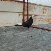 بهبونی