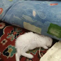 خرگوش|موش و خرگوش|مشهد, هدایت|دیوار