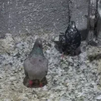 جفت هفترنگ دمسفید|پرنده|گلبهار, شهر جدید گلبهار|دیوار