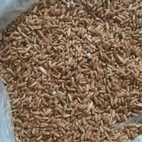 گندم بوجاری شده|خوردنی و آشامیدنی|قم, محمد آباد|دیوار