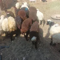 بره|حیوانات مزرعه|تهران, حسن‌آباد|دیوار