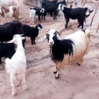 ۱۰راس بز نژاد گلچین دوقلو کردی|حیوانات مزرعه|هلیلان, |دیوار