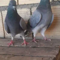 ماده خرقه ذره ایی باغشایی|پرنده|اصفهان, شهید رجایی|دیوار