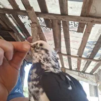 کبوتر کاکلی ماده|پرنده|رشت, کوی مهر|دیوار