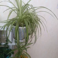 گل گندمی ابلغ|گل و گیاه طبیعی|مشهد, میعاد (شهرک غرب)|دیوار