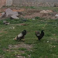 خروس آمریکایی