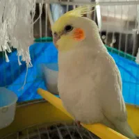 عروس هلندی گمشده