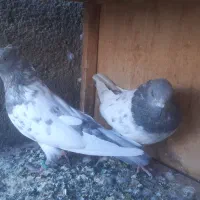 کبوتر|پرنده|ساوه, |دیوار