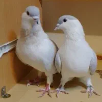 کفتر افغانی|پرنده|تهران, وردآورد|دیوار