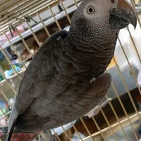 کاسکو ..شاه طوطی ..کاکاریکی|پرنده|شیراز, کوشک میدان|دیوار