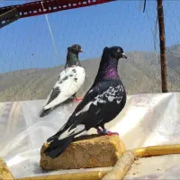 کفتر سینه ای