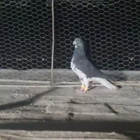 چند عدد کفتر بهبونی