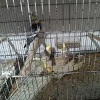 عروس هلندی مولد|پرنده|کرج, آق تپه|دیوار