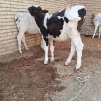 گوساله گاو ماده ۵عدد