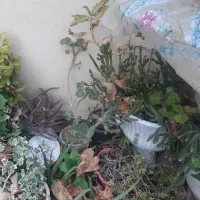 قلمه گل رایگان