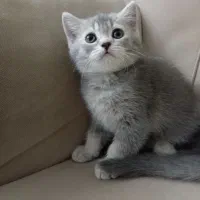 اسکاتیش سیلور|گربه|کرج, گلشهر|دیوار