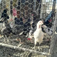 گلین لری خالص و بوقلمون مولد