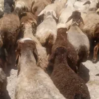 ۲۸ راس شیشک میش ترکی بختیاری بره دار