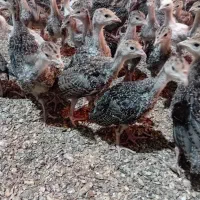 جوجه بوقلمون برنزه|حیوانات مزرعه|فردیس, شهرک وحدت|دیوار