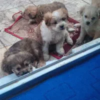 واگذاری توله سگهای آپارتمانی|سگ|مشهد, سناباد|دیوار