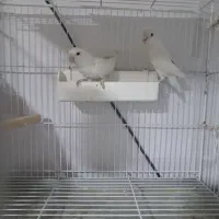 طوطی برزیلی نورآباد ممسنی