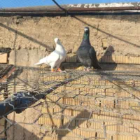 کفتر|پرنده|شیراز, گلشن|دیوار
