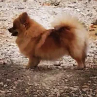 سگ پامرانین