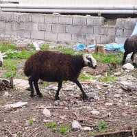 گوسفند نژاد دار دوقلو زا نر