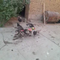 مرغ خروس