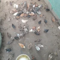 جوجه مرغ فروشی