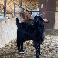 بزغاله و بره نره