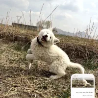 مادرش هاسکی پدرش سرابی