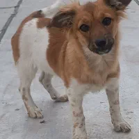 وگذاری