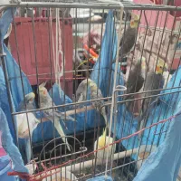 عروس هلندی|پرنده|تهران, جیحون|دیوار