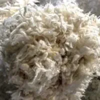 تمیزکردن پشم گوسفند
